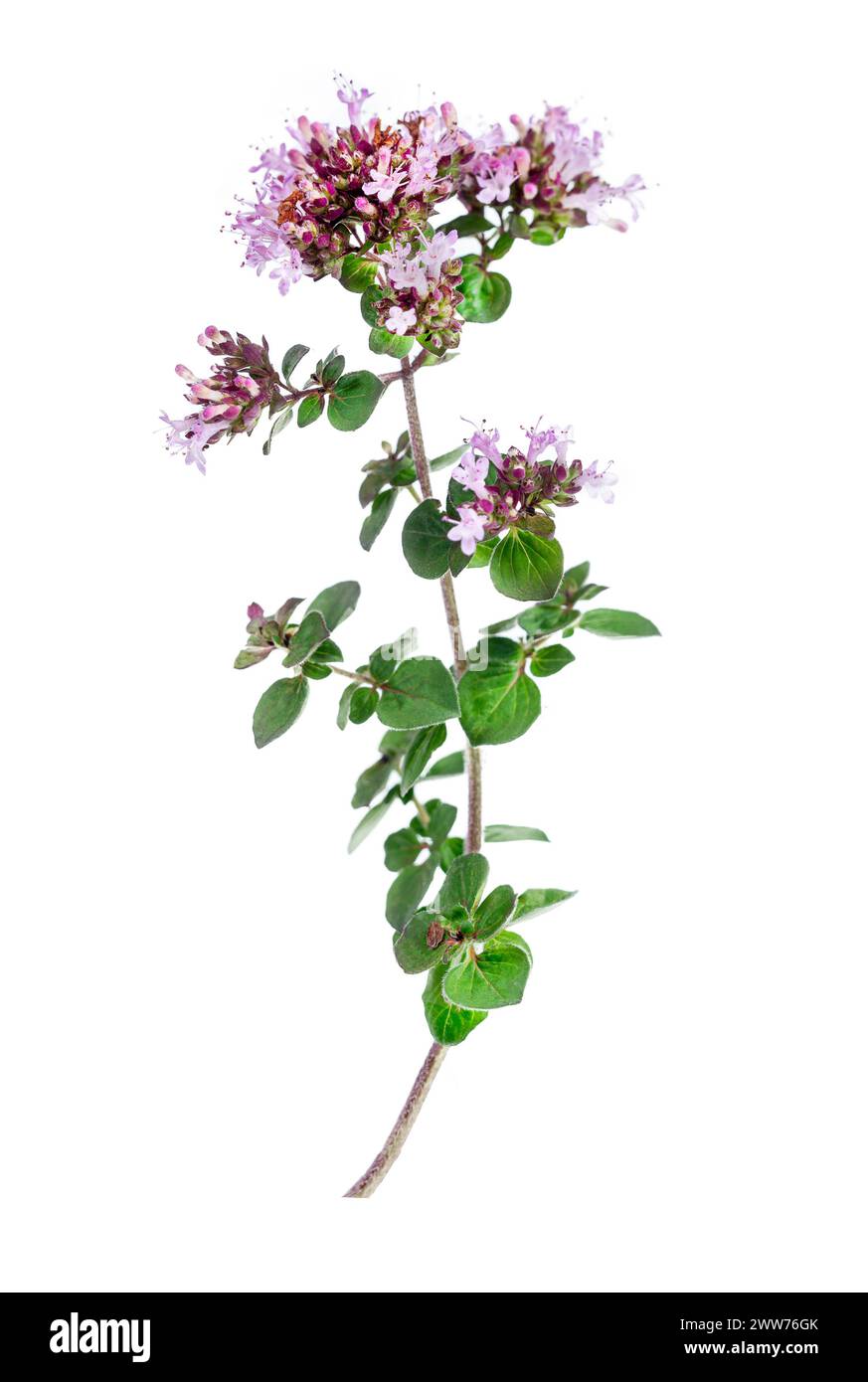 Blätter und Blüten von Oregano oder mehrjährigem Marjoram. Stockfoto