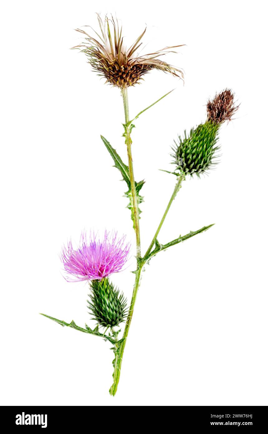 Mariendistel ist eine Art blühender Pflanze aus der Familie der Asteraceae, dem einzigen bekannten Vertreter der Silybum-Gattung. Stockfoto