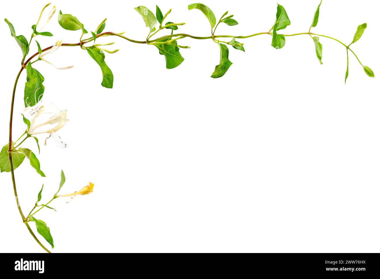 Lonicera japonica, bekannt als japanisches Geißblatt und goldenes und silbernes Geißblatt isoliert auf weißem Hintergrund. Platz für Ihren Text. Stockfoto