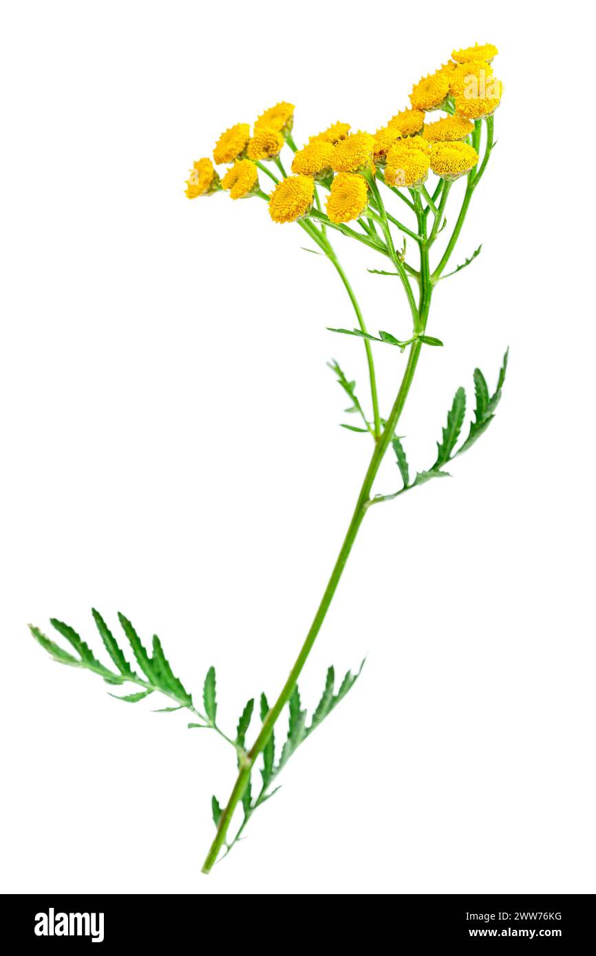 Tansy-Blüten oder tanacetum vulgare, Heilpflanze. Stockfoto