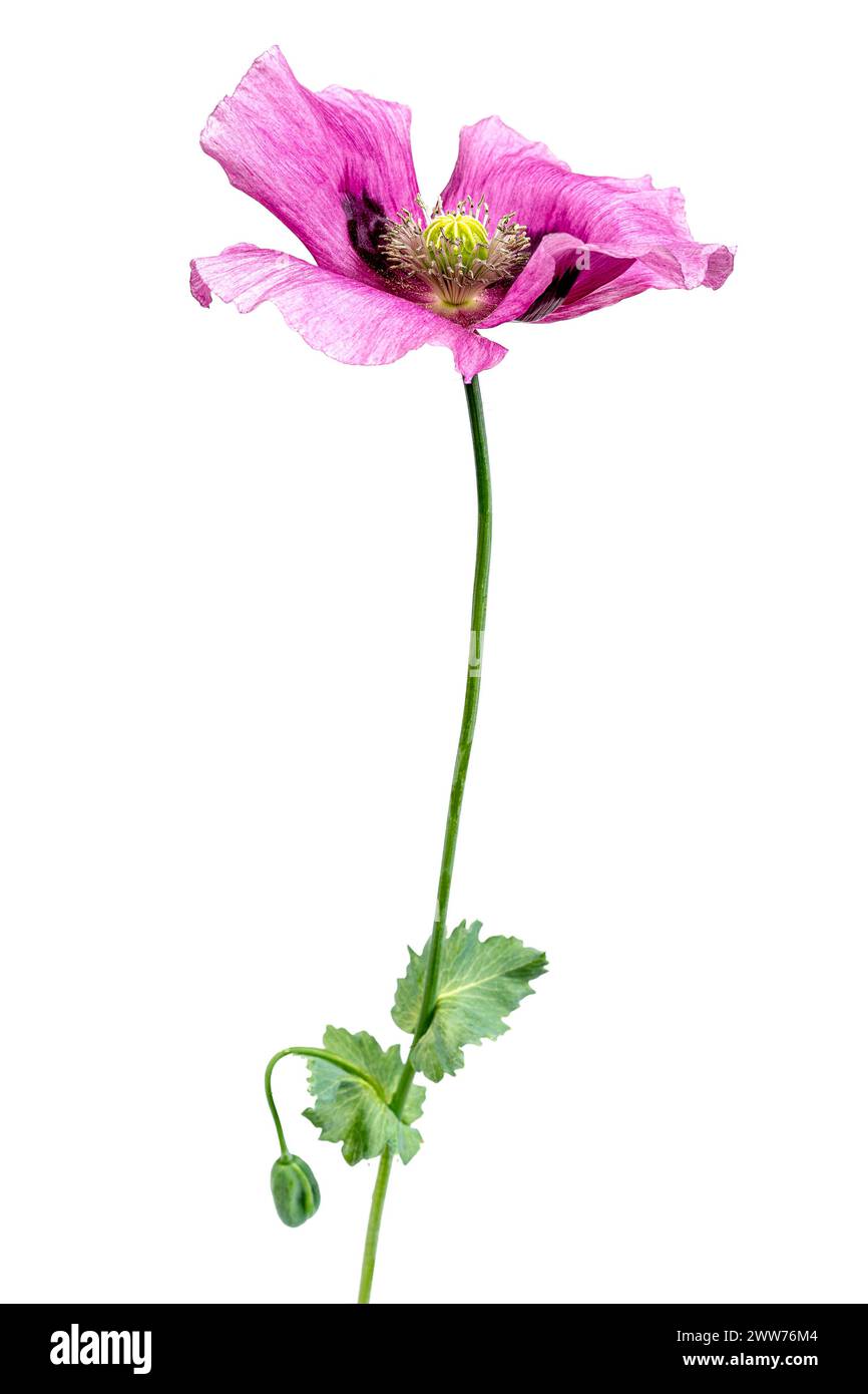 Mohnblume auf weißem Hintergrund. Stockfoto