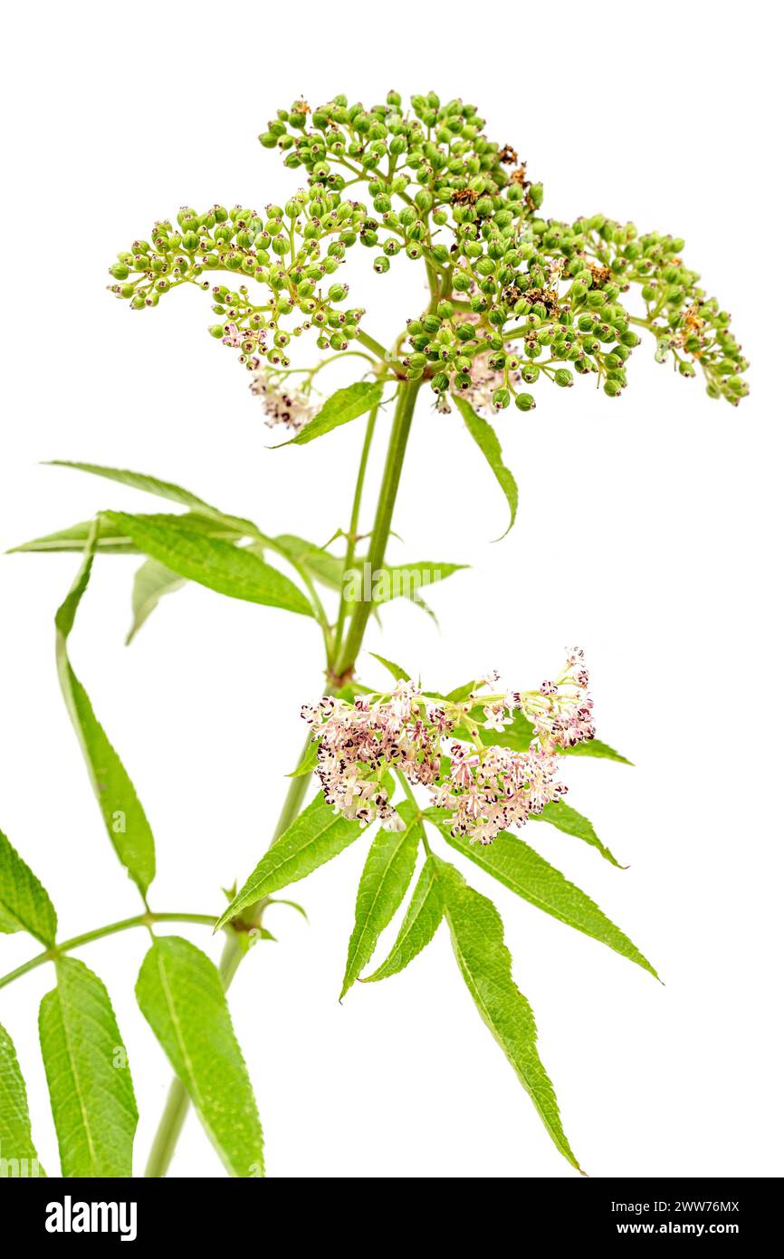 Sambucus ebulus, Holunder mit aufrechten und toxischen Früchten, der Rest der Pflanze enthält medizinische Zwecke. Stockfoto