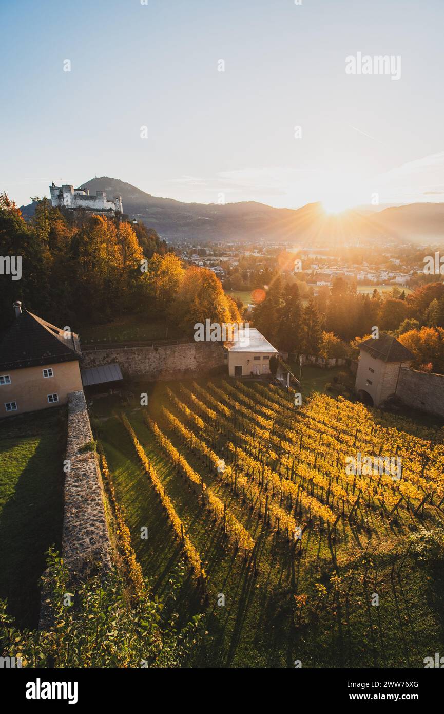 Weinreben im Bertholdszwinger auf der Richterhöhe am Mönchsberg in der Stadt Salzburg, Österreich am 26.10.2021. // Trauben im BertholdsZwinger auf der Richterhöhe auf Mönchsberg in Salzburg, Österreich am 26. Oktober 2021. - 20211026 PD19108 Credit: APA-defacto Datenbank und Contentmanagement GmbH/Alamy Live News Stockfoto