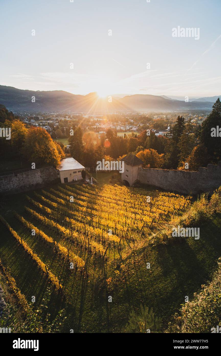 Weinreben im Bertholdszwinger auf der Richterhöhe am Mönchsberg in der Stadt Salzburg, Österreich am 26.10.2021. // Trauben im BertholdsZwinger auf der Richterhöhe auf Mönchsberg in Salzburg, Österreich am 26. Oktober 2021. - 20211026 PD19102 Credit: APA-defacto Datenbank und Contentmanagement GmbH/Alamy Live News Stockfoto