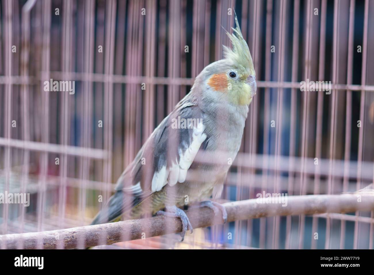 Australischer Kakatielvogel (Nymphicus hollandicus), der in einem Käfig zum Verkauf auf dem Tiermarkt steht Stockfoto