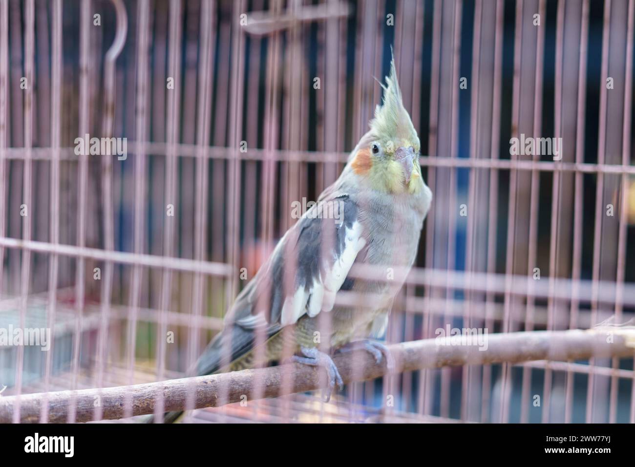 Australischer Kakatielvogel (Nymphicus hollandicus), der in einem Käfig zum Verkauf auf dem Tiermarkt steht Stockfoto