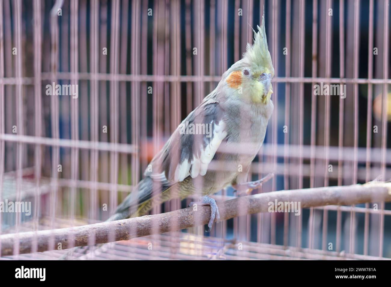 Australischer Kakatielvogel (Nymphicus hollandicus), der in einem Käfig zum Verkauf auf dem Tiermarkt steht Stockfoto