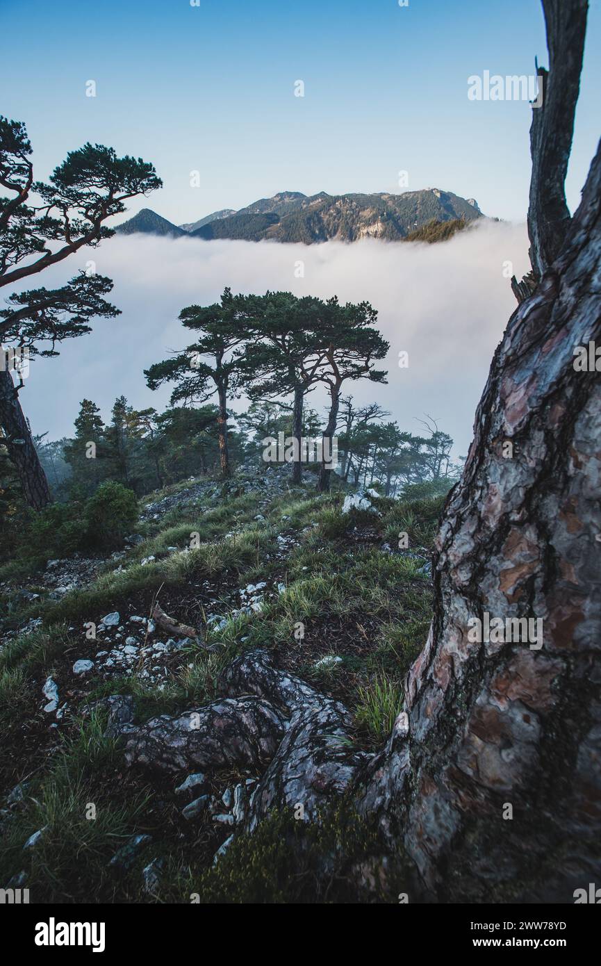 Wanderung auf den Großen Sonnstein im Gemeindegebiet von Ebensee am Traunsee am Westufer des Traunsees mit Blick auf Wolkendecke über dem Traunsee, das Tote Gebirge und Höllengebirge am 09.10.2021. // Wanderung zum Großen Sonnstein in der Gemeinde Ebensee am Traunsee am Westufer des Traunsees mit Blick auf die Wolkendecke über dem Traunsee, dem Toten Gebirge und dem Höllengebirge am 9. Oktober 2021. - 20211009 PD19108 Stockfoto