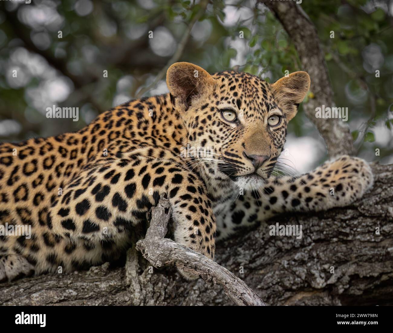 Leopard ruht auf einem Zweig, um der Hitze des Tages in Südafrika zu entgehen Stockfoto