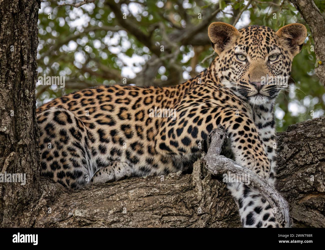 Leopard ruht auf einem Zweig, um der Hitze des Tages in Südafrika zu entgehen Stockfoto