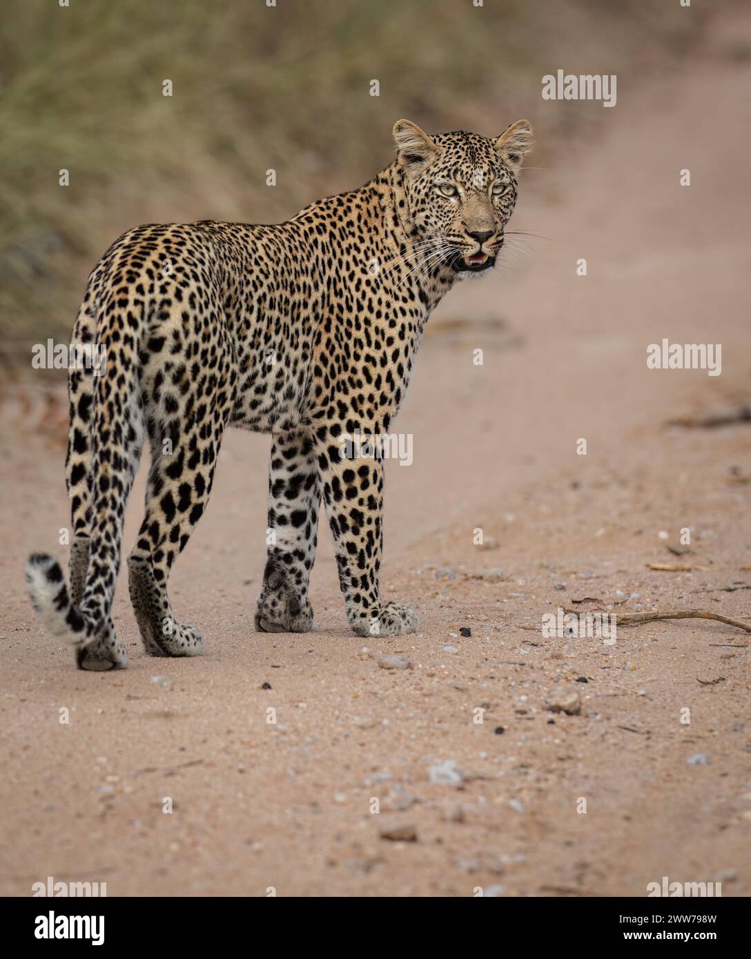 Weibliche Leoparden gehen in ihrem Territorium Südafrika Stockfoto
