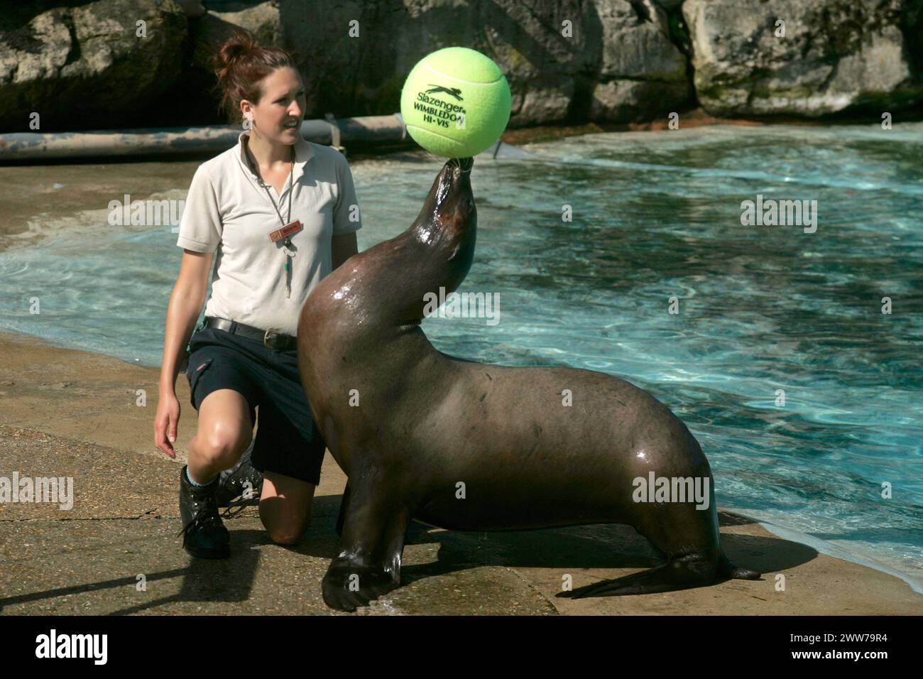 27/06/11 HEUTE FOTO. Sealion, Harley spielt mit einem riesigen Tennisball in seinem Pool... Wimbledons nächster Zoo ist vierzig Jahre lang im Tennis Stockfoto