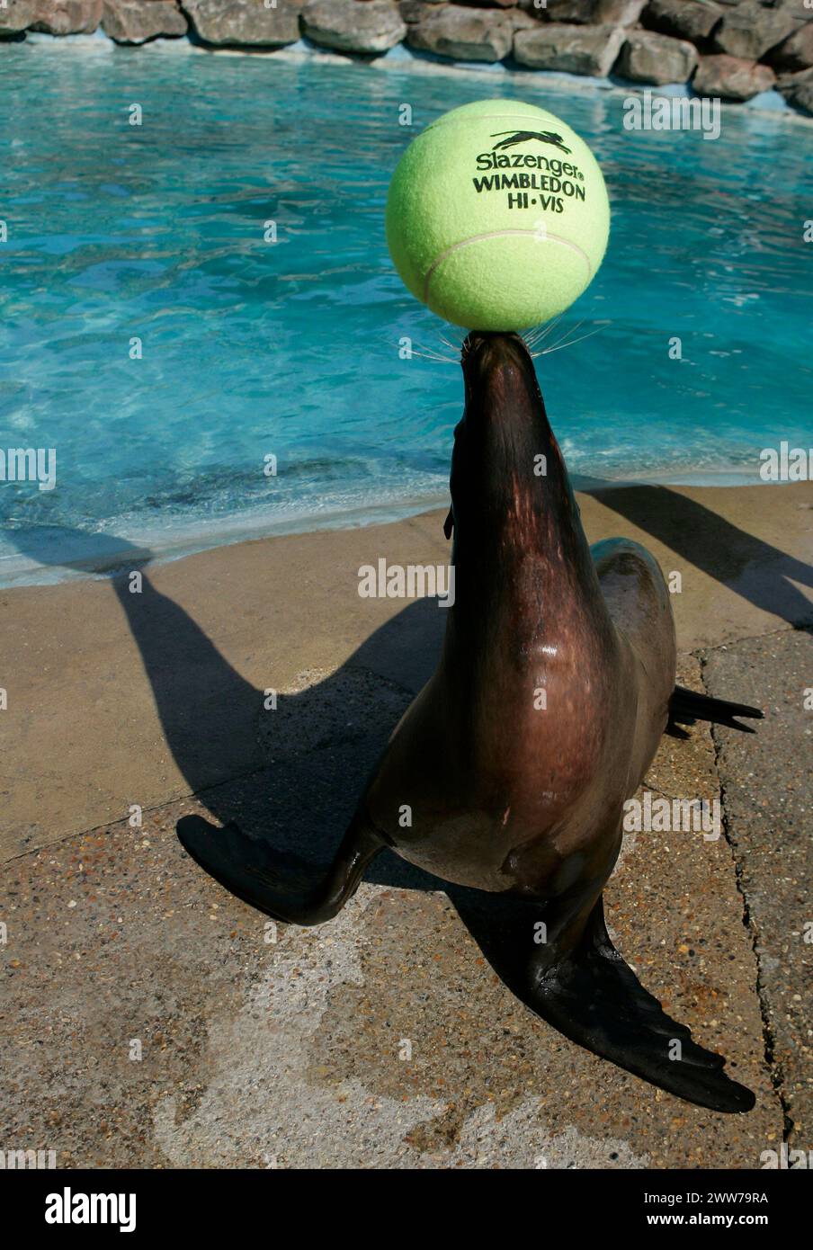 27/06/11 HEUTE FOTO. Sealion, Harley spielt mit einem riesigen Tennisball in seinem Pool... Wimbledons nächster Zoo ist vierzig Jahre lang im Tennis Stockfoto