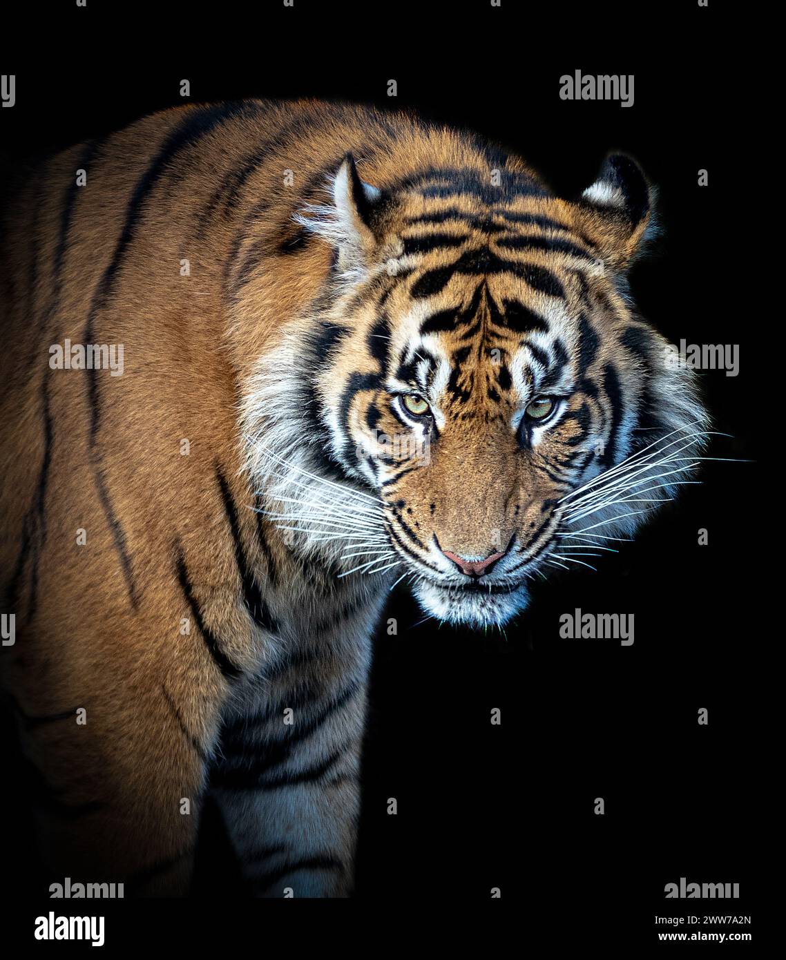 Der Tiger starrt den Fotografen LONDON ZOO hinunter. WUNDERSCHÖNE BILDER eines Tigers, der von seiner Reflexion verwirrt ist, wurden aufgenommen Stockfoto