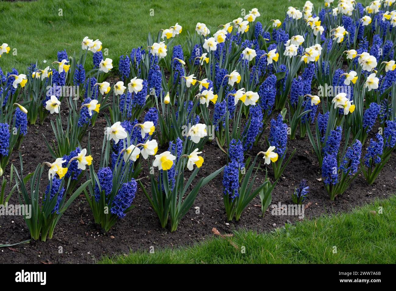 Blaue Hyazinthen und Narzissen, Jephson Gardens, Leamington Spa, Warwickshire, Großbritannien Stockfoto