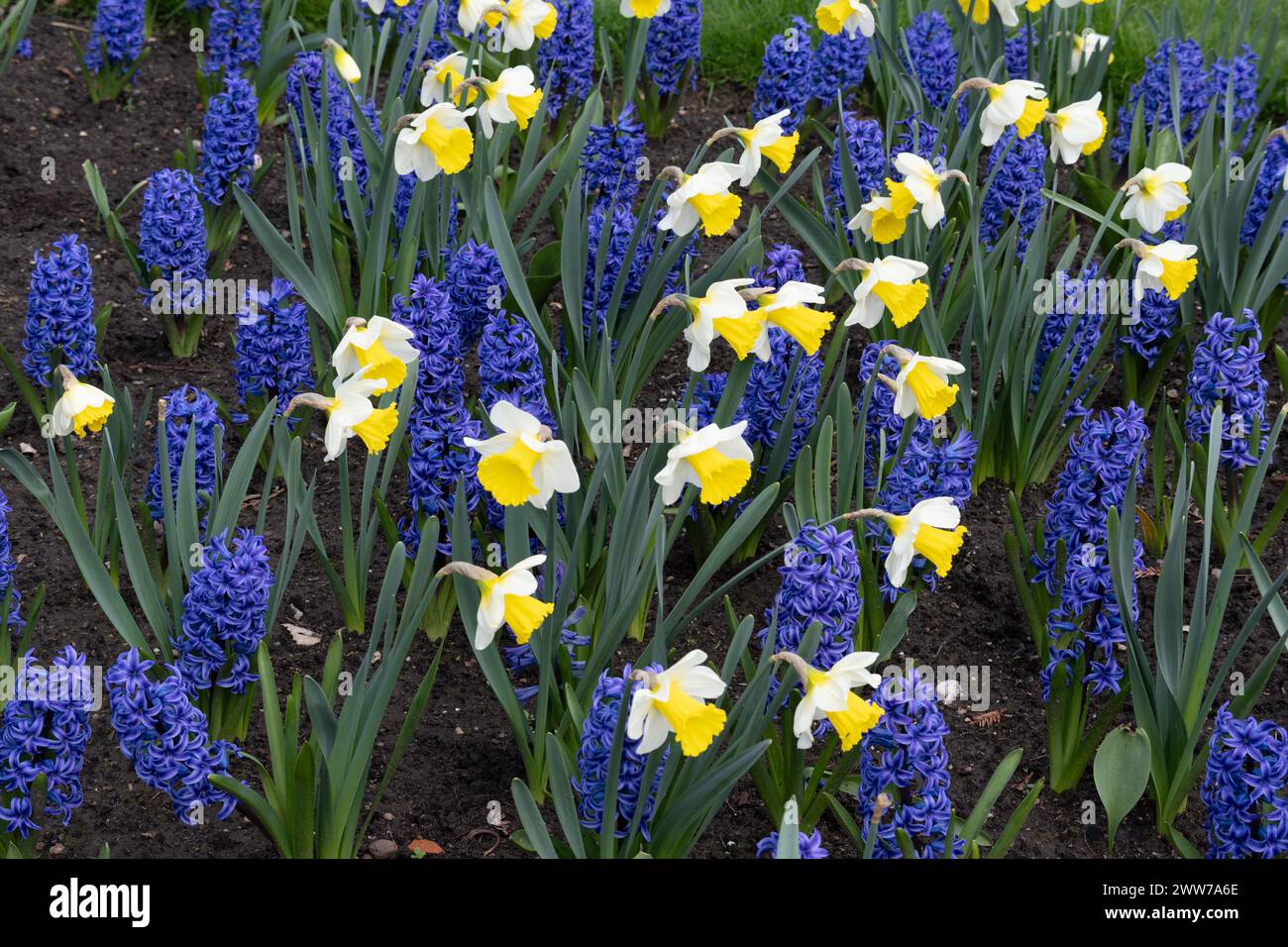 Blaue Hyazinthen und Narzissen, Jephson Gardens, Leamington Spa, Warwickshire, Großbritannien Stockfoto