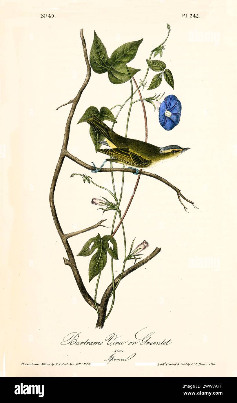 Kleiner olivgrüner Vogel mit blassen Unterteilen und einem auffälligen Augenstreifen, der sich wachsam auf einer schmalen Weinrebe neben einem blauen Morgenglück erhebt. Von J.J. Audubon: Bir Stockfoto