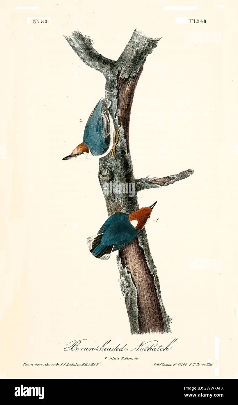 Zwei kleine Vögel mit Kastanienköpfen und blau-grauen Flügeln Klammern sich an einem verwitterten Baumstamm, in der Mitte der Bewegung. Von J.J. Audubon: Birds of America, 1840 Stockfoto