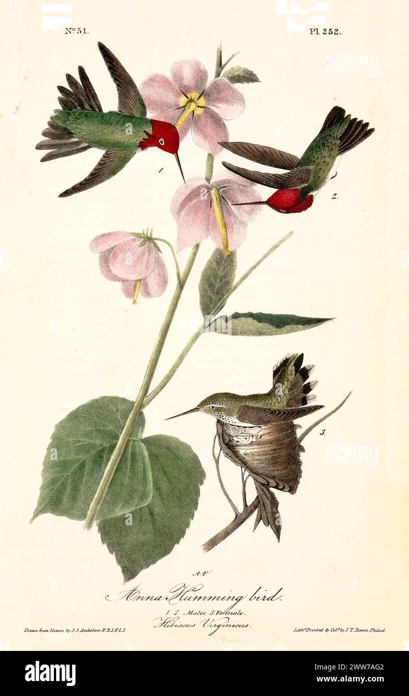 Winzige Vögel mit leuchtend grünen Rücken und rubinroten Köpfen flattern um rosa Hibiskusblüten, Flügel in Bewegung. Von J.J. Audubon: Birds of America, 1840 Stockfoto