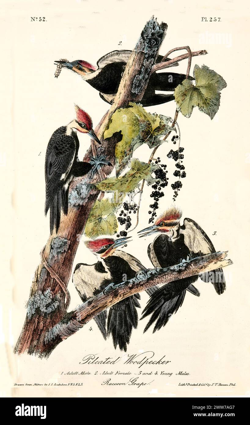 Große schwarze Vögel mit leuchtend roten Wappen versammeln sich auf einem mit Weinreben bedeckten Baum, deren Gefieder auffällig und ausdrucksstark ist. Von J.J. Audubon: Birds of America, 1840 Stockfoto