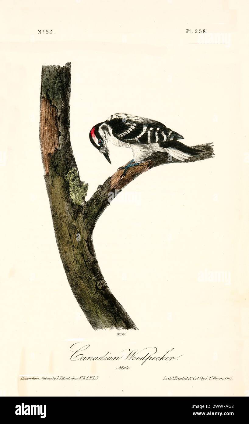 Ein kleiner Vogel mit auffälligem schwarz-weißem Gefieder und einer hellroten Krone hängt in abwärts gerichteter Haltung an der Baumrinde. Von J.J. Audubon: Birds of America, 1840 Stockfoto