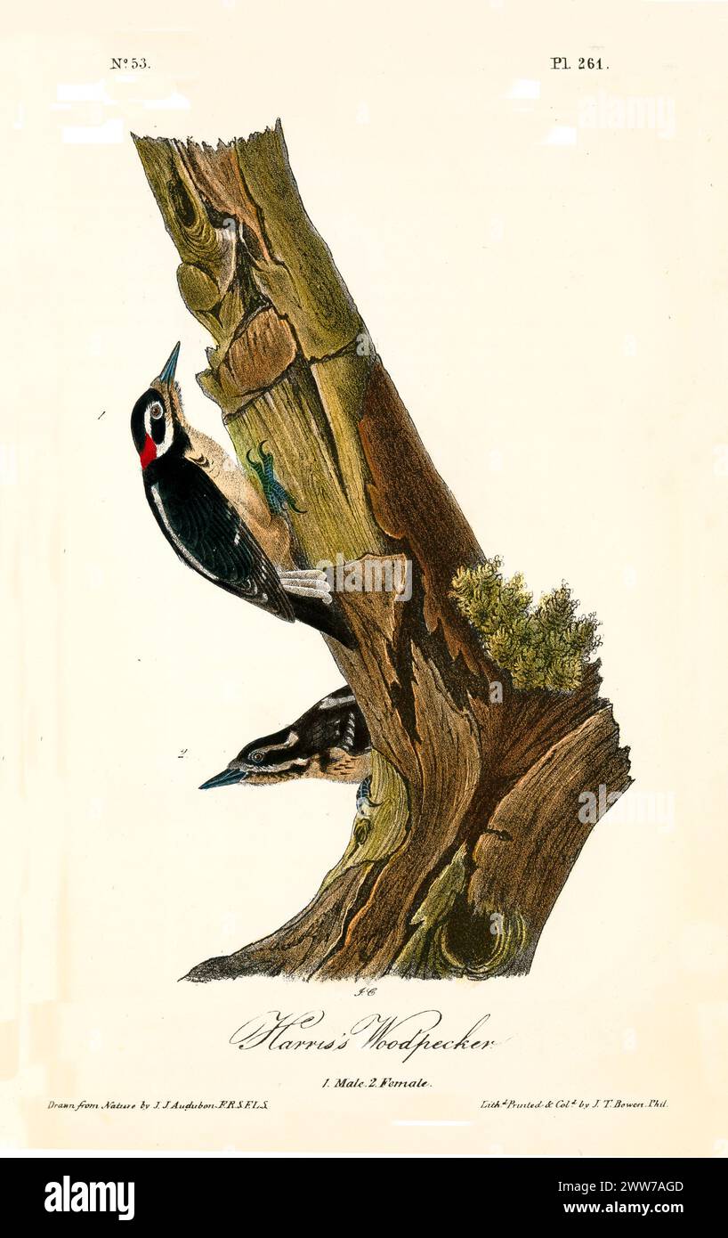 Mit eleganten schwarzen Flügeln und auffälligen roten Details hängen zwei Vögel in wachsamen Posen an einem verwitterten Baumstamm. Von J.J. Audubon: Birds of America, 1840 Stockfoto