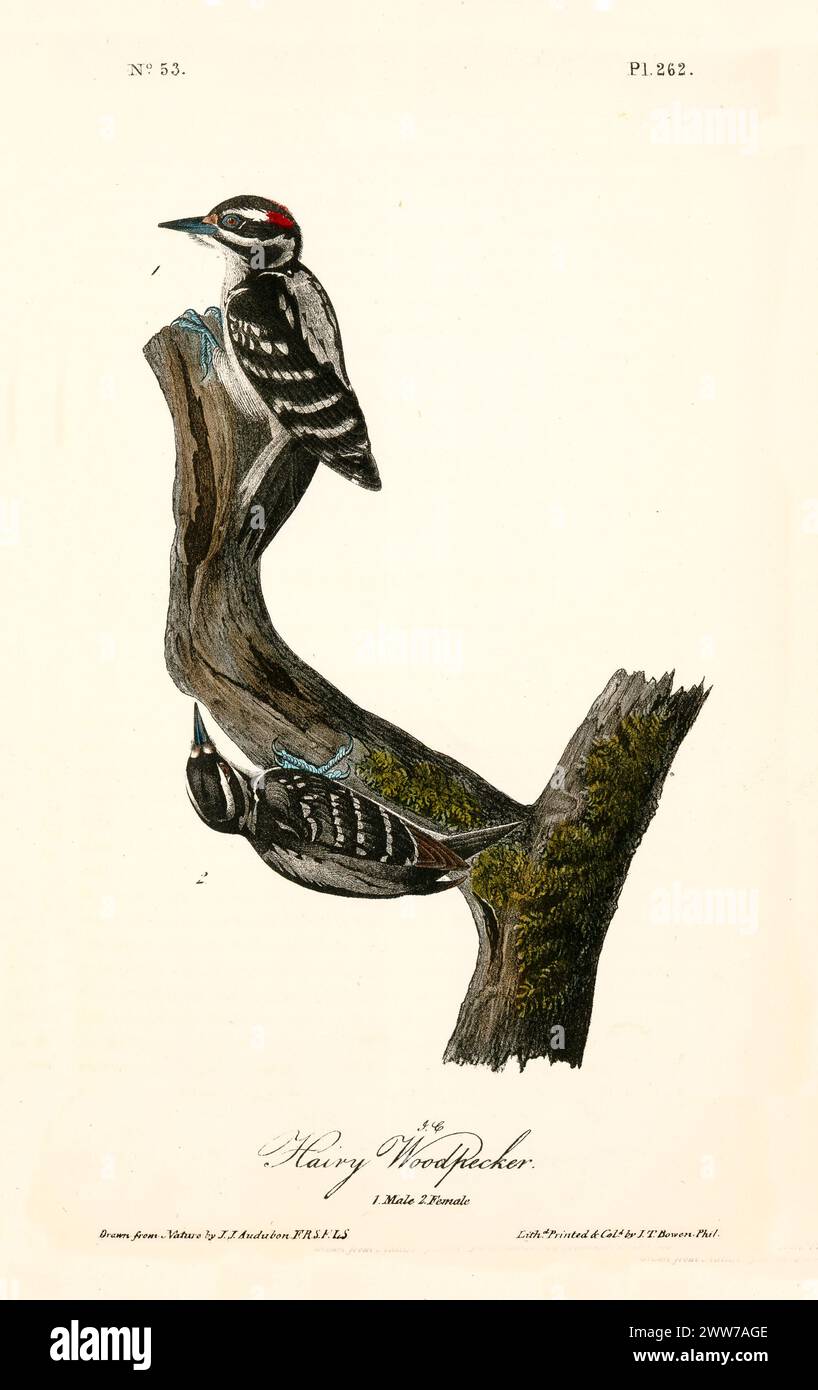 Zwei schwarz-weiße Vögel Klammern sich an einen moosigen Baum, einer wachsam und aufrecht, der andere kopfüber. Von J.J. Audubon: Birds of America, 1840 Stockfoto
