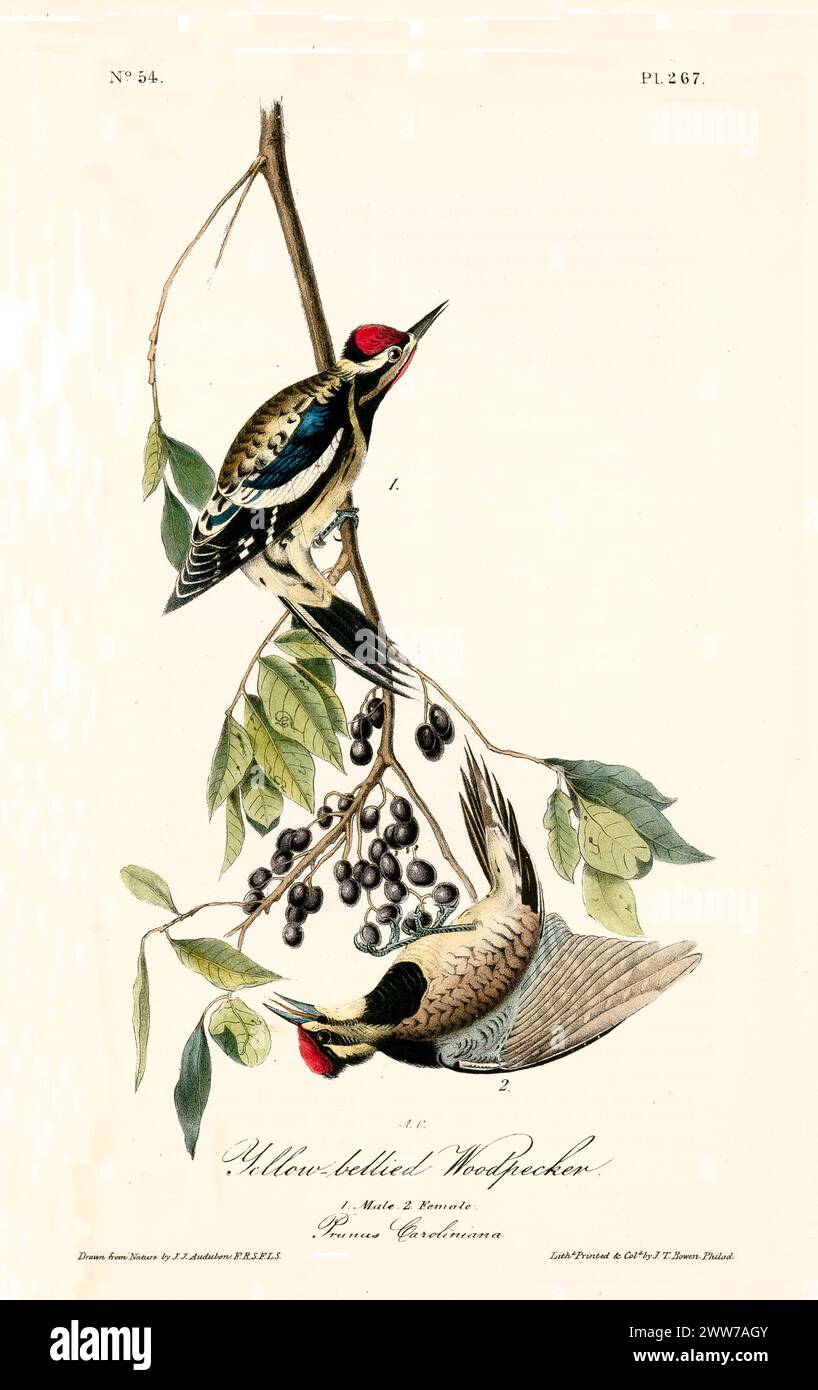 Zwei Vögel mit roten Kronen und lebhaftem Gefieder hängen an einem beerenbeerenbeerenhaltigen Zweig. Von J.J. Audubon: Birds of America, 1840 Stockfoto