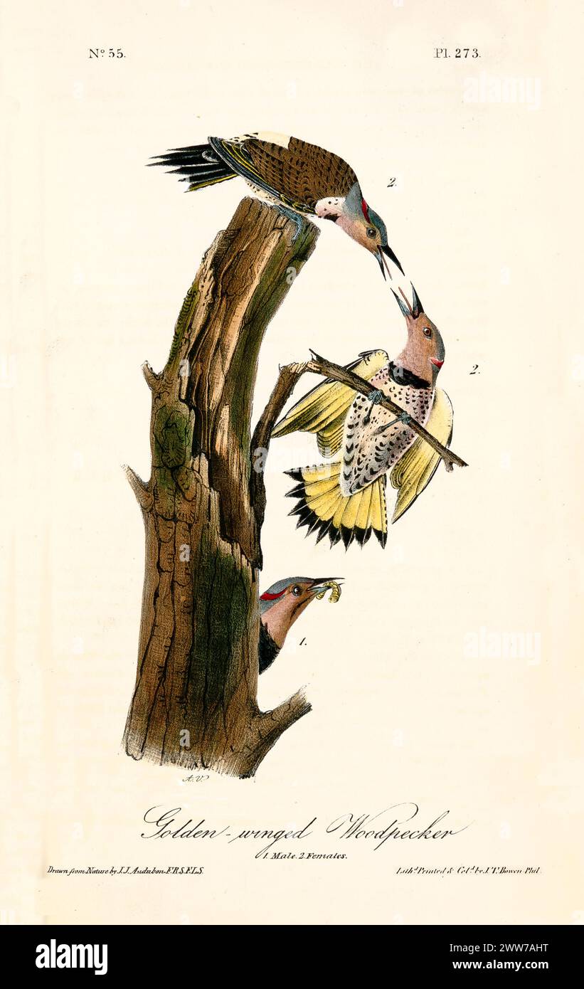 Goldflügelspechte interagieren um einen Baumstamm herum, von dem einer Essen anbietet. Von J.J. Audubon: Birds of America, 1840 Stockfoto