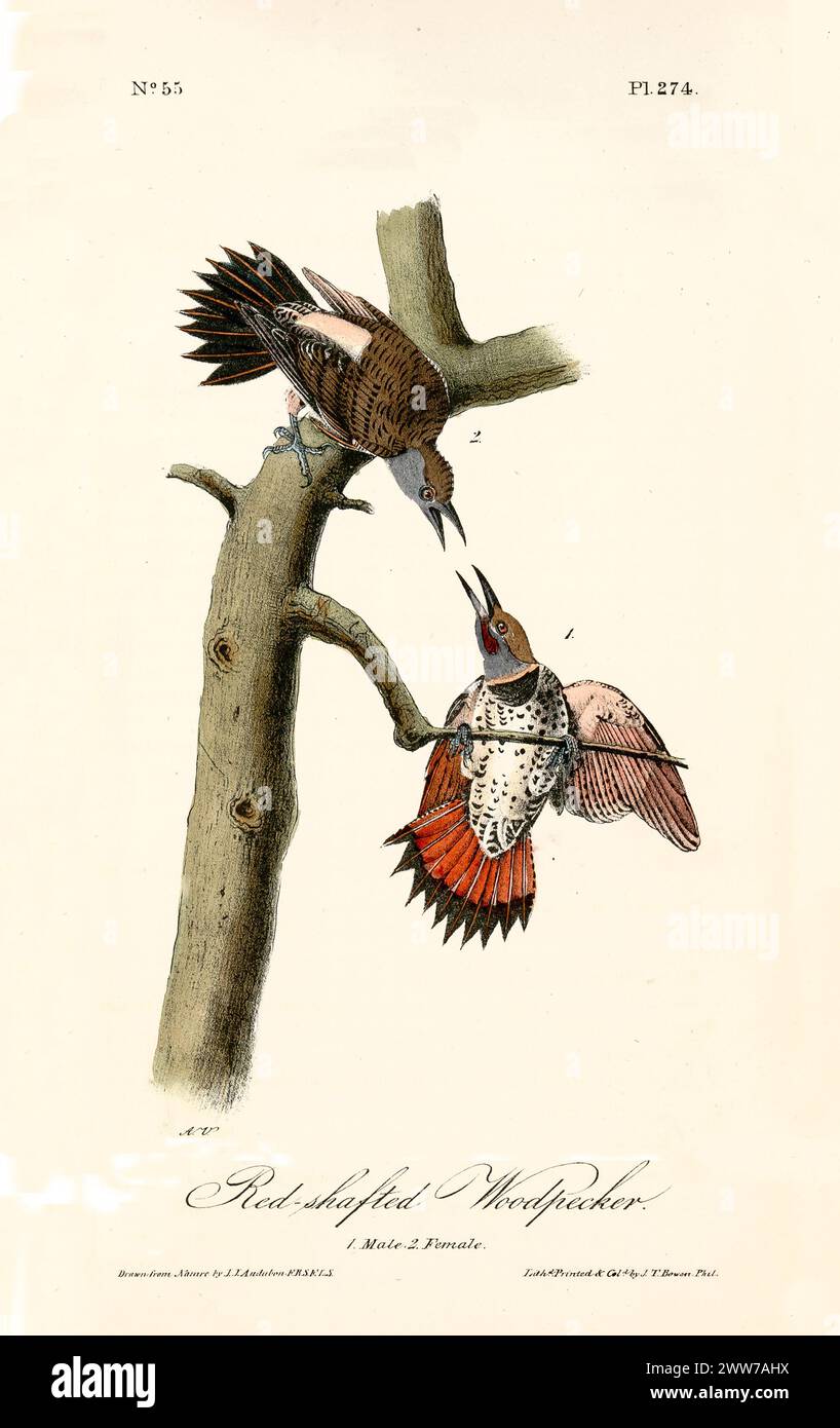 Alte gravierte Illustration des Rotspechts (Colaptes auratus). Von J.J. Audubon: Birds of America, Philadelphia, 1840 Stockfoto