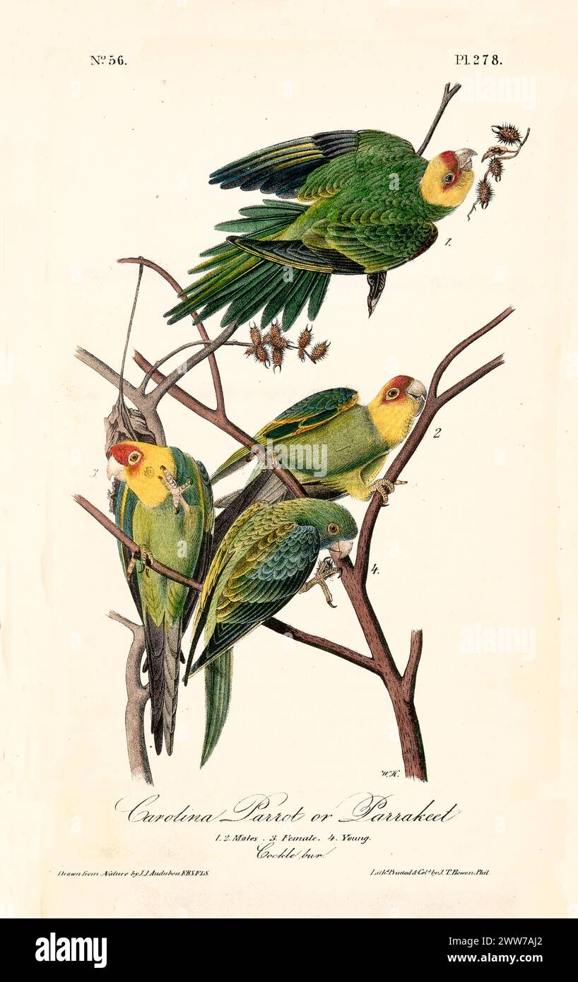 Farbenfrohe Vögel auf dünnen Ästen, interagieren mit gestreuten Früchten, umgeben von sanftem Grün. Von J.J. Audubon: Birds of America, 1840 Stockfoto