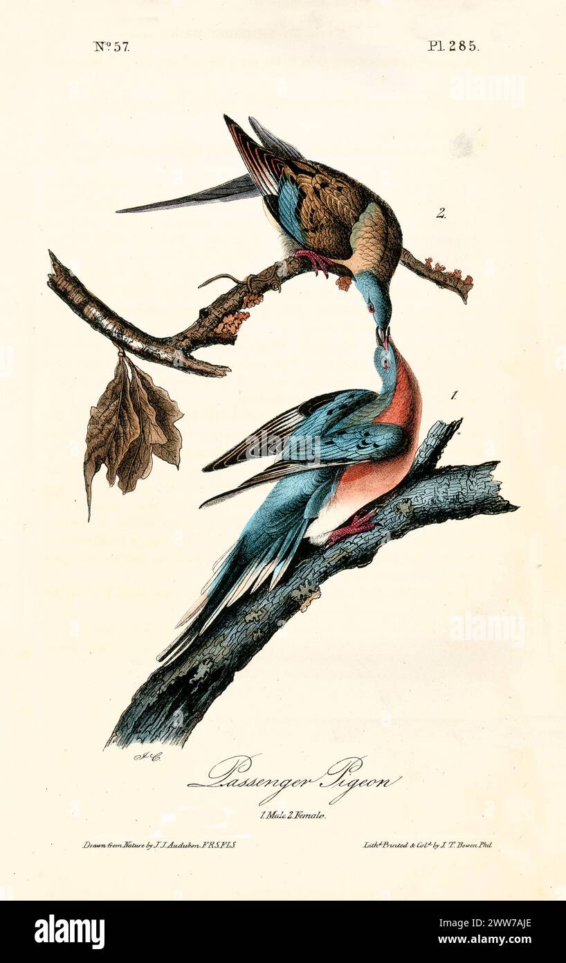 Zwei Vögel standen zärtlich, ihre Schnäbel berührten sich in einer Geste der Zuneigung – Symbole der Liebe und hingebungsvoller Sorgfalt. Von J.J. Audubon: Birds of America, 1840 Stockfoto