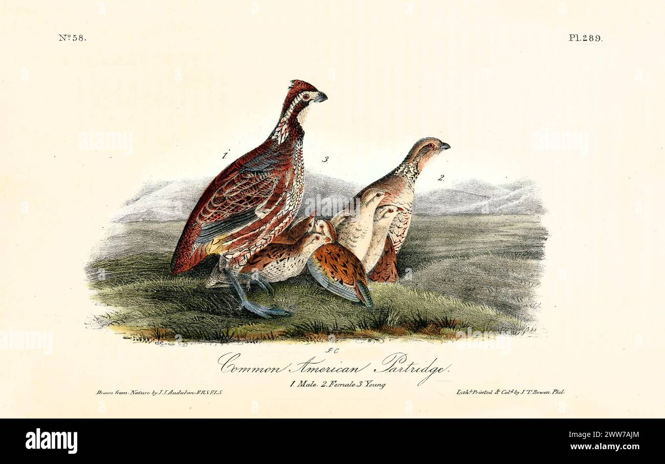 Alte Gravur-Illustration des amerikanischen Rebhühns (Colinus virginianus). Von J.J. Audubon: Birds of America, Philadelphia, 1840 Stockfoto