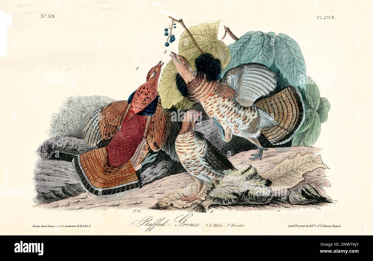 Alte gravierte Illustration eines Raffung-Birkhühnes (Bonasa umbellus). Von J.J. Audubon: Birds of America, Philadelphia, 1840 Stockfoto
