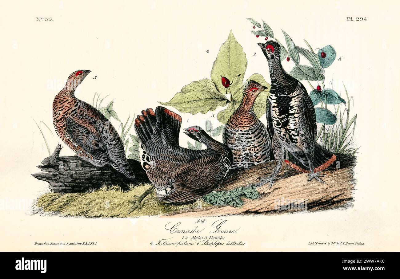 Ein bezauberndes Gruppenporträt von wilden Vögeln, jeder mit einer eigenen Haltung und einem ausgeprägten Ausdruck, zusammengestellt wie ein Familienfoto. Von J.J. Audubon 1840 Stockfoto