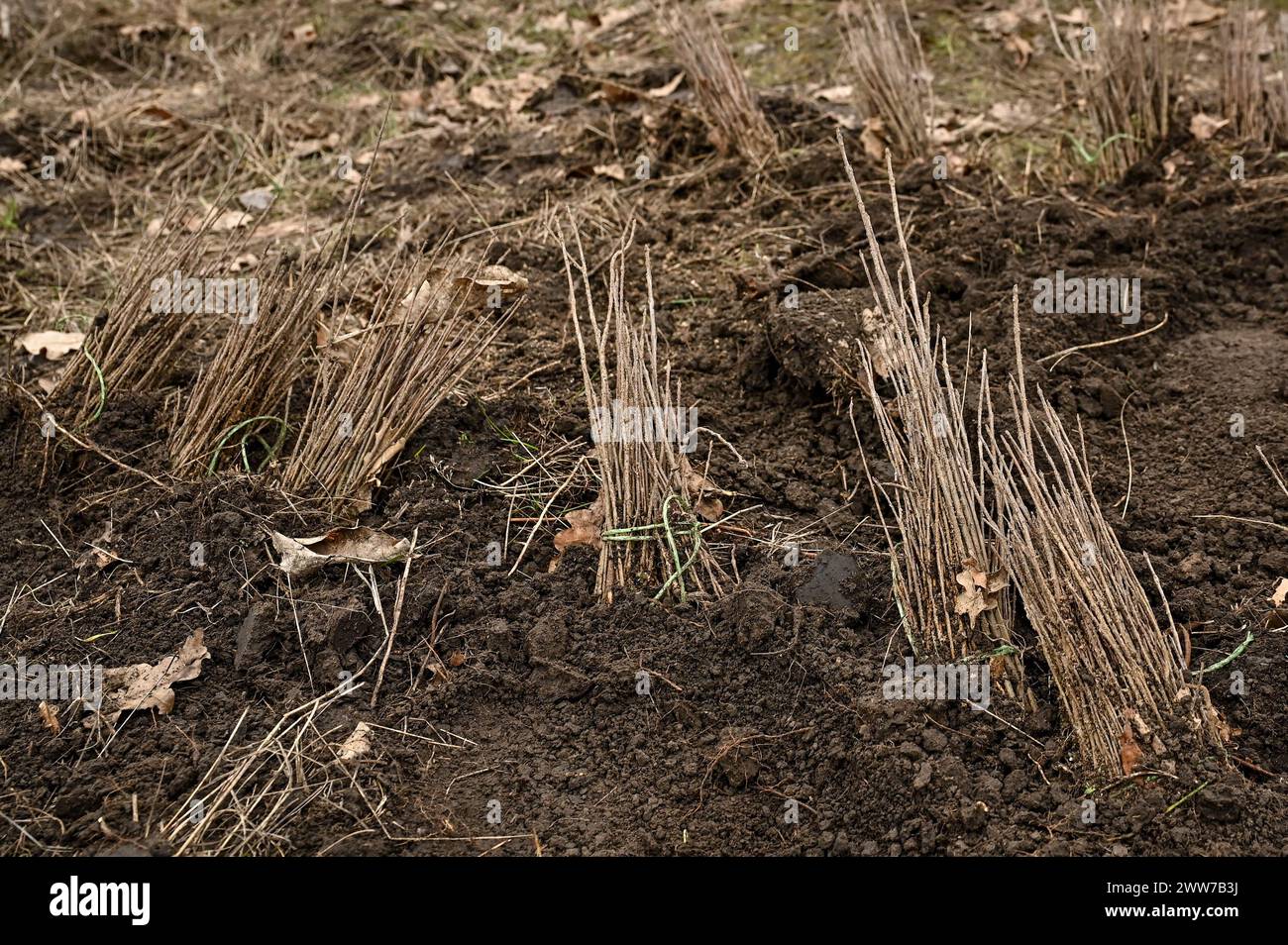ZAPORIZHZHIA, UKRAINE - 21. MÄRZ 2024 - 2 Jahre alte Setzlinge der Gemeinen Esche liegen auf dem Gelände der Krutoiarivske Forstwirtschaft, wo Mitarbeiter des staatlichen Notdienstes, der Forstwirtschaft und des Roten Kreuzes anlässlich des Internationalen Tages der Wälder, Zaporischschschhia, Südostukraine, einen jungen Wald pflanzten. Stockfoto