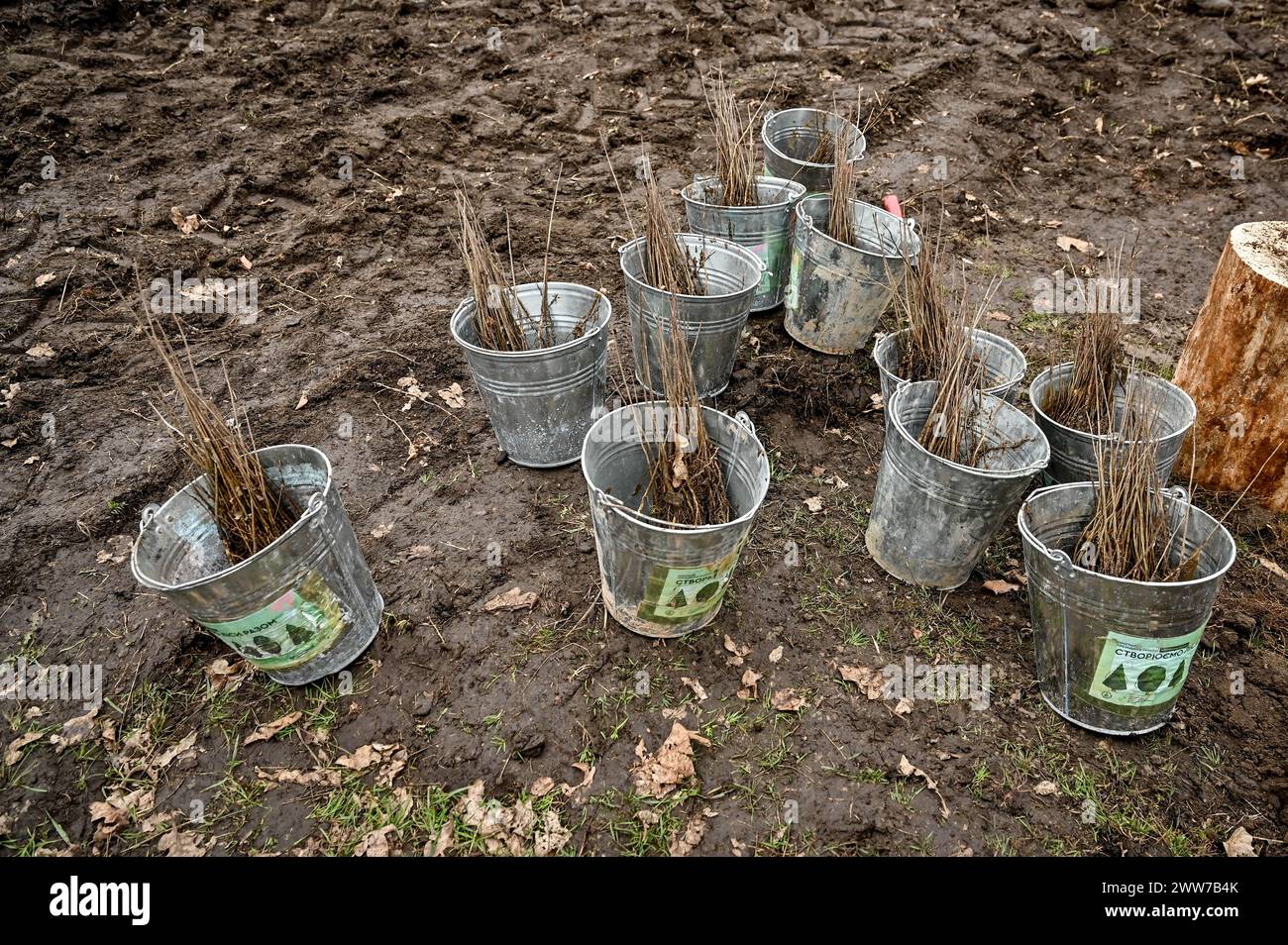 ZAPORIZHZHIA, UKRAINE - 21. MÄRZ 2024 - Eimer mit 2 Jahre alten Setzlingen der Esche stehen auf dem Gelände der Krutoiariv Forstwirtschaft, wo Mitarbeiter des staatlichen Notdienstes, der Forstwirtschaft und des Roten Kreuzes anlässlich des Internationalen Tages der Wälder, Zaporischzhia, einen jungen Wald pflanzten. südostukraine. Stockfoto