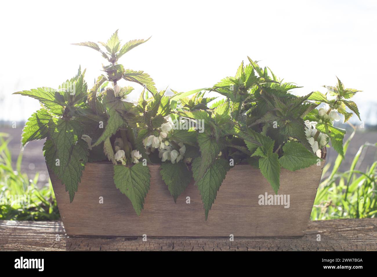 Ein kleiner Holztopf mit Brennesseln. Kräutermedizin, Konzept Stockfoto