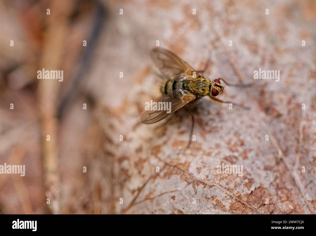 Parasitäre Tachina-Fliege (Dexiosoma caninum) Stockfoto