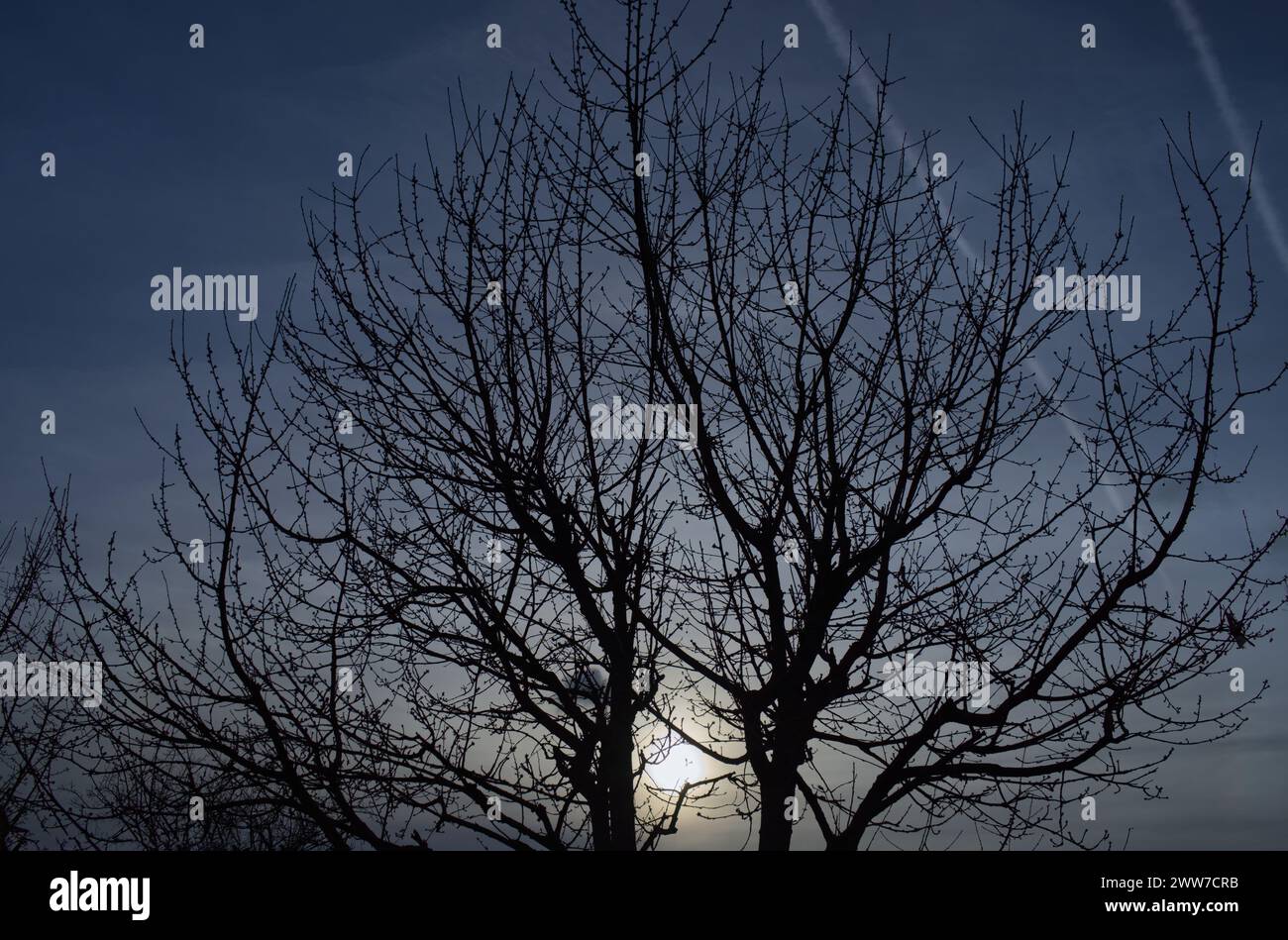 Die Sonne scheint durch zwei baumlose Bäume und einen blauen Himmel mit zwei Kondensstreifen in der oberen rechten Ecke Stockfoto