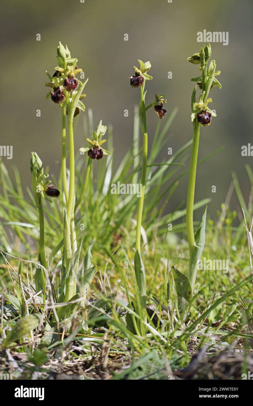 Einige blühende Pflanzen der frühen Spinnenorchidee, Ophrys sphegodes, Orchidaceae Stockfoto