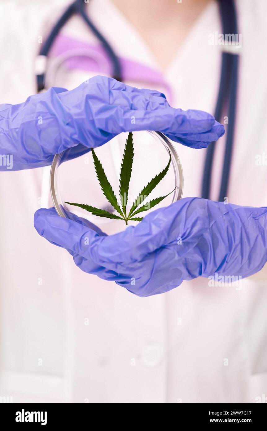 Ein Mediziner mit einem Stethoskop im Labormantel und blauen Handschuhen hält eine runde Laborbrille mit einem Cannabisblatt. Medizinische Eigenschaften von Hanf c Stockfoto