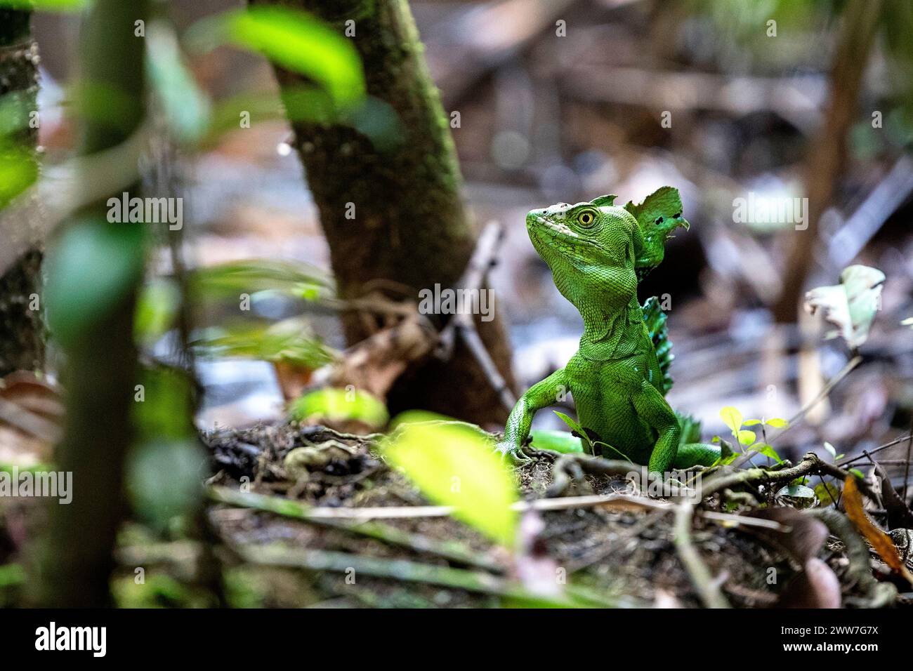 Die berühmte Jesus-Christus-Echse, oder gewöhnliche Basilisk, zeigt ihre unglaubliche Fähigkeit, über die Wasseroberfläche in Cahuita, Costa Rica, zu laufen. Stockfoto