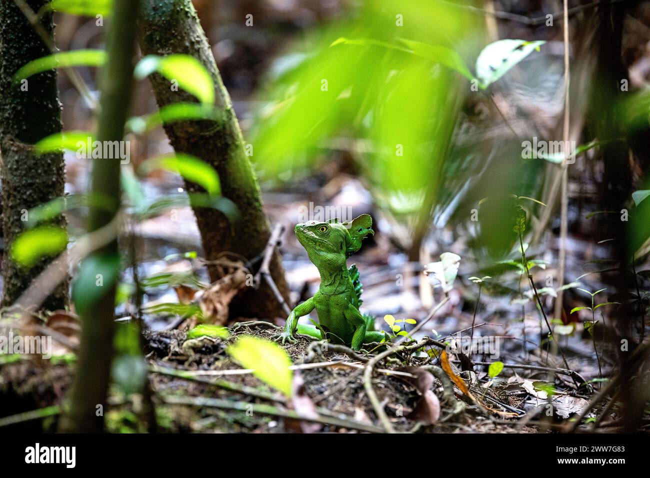Die berühmte Jesus-Christus-Echse, oder gewöhnliche Basilisk, zeigt ihre unglaubliche Fähigkeit, über die Wasseroberfläche in Cahuita, Costa Rica, zu laufen. Stockfoto