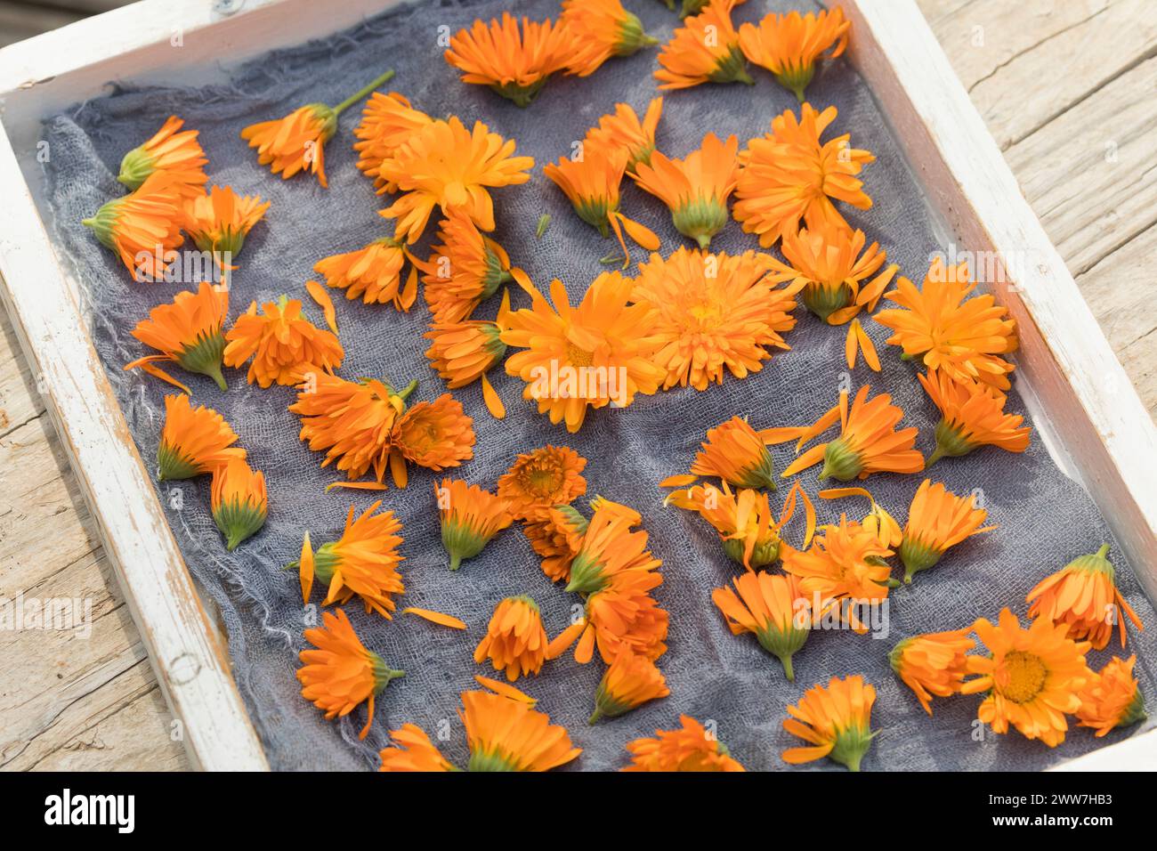 Ringelblumen trocknen auf einem Tablett, Blüten von Ringelblume, Ringelblumen-Blüten, Blüte, Blüten, Kräuterernte, Ringelblume, Garten-Ringelblume, Ri Stockfoto