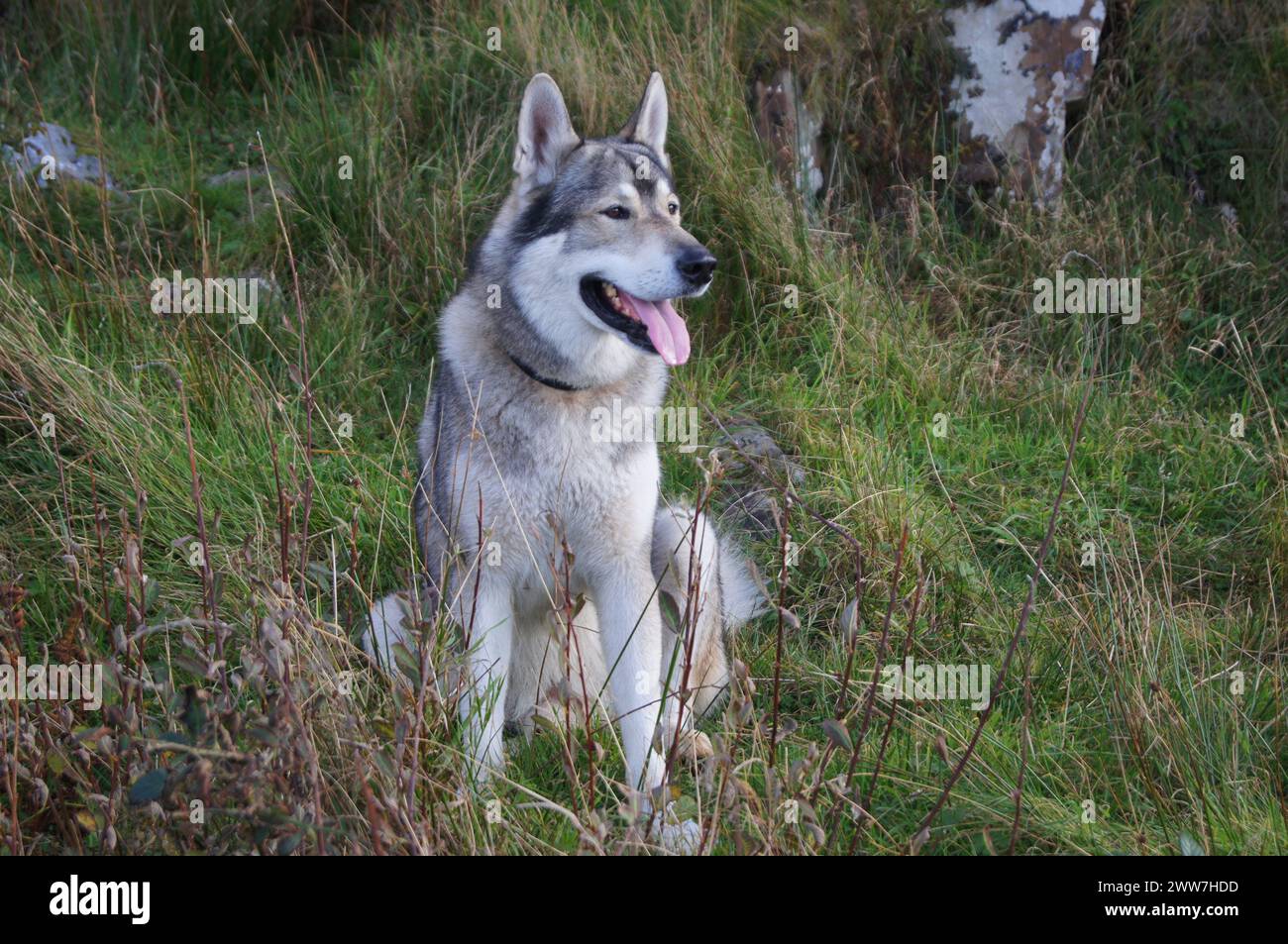 Tamaskan Dog, eine Hunderasse, die selektiv gezüchtet wurde, um einem Wolf oder Wolfshund zu ähneln Stockfoto