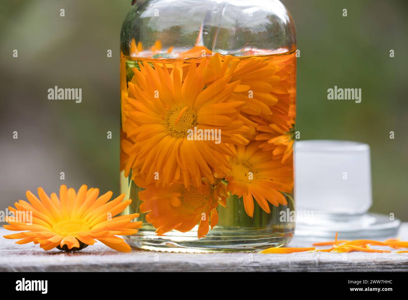 Ringelblumen-Tinktur, Tinktur aus den Blüten von Ringelblume, Ringelblumen-Blütentinktur, Tinktur, alkoholischer Auszug, Blüte, Blüten, Ringelblume, G Stockfoto