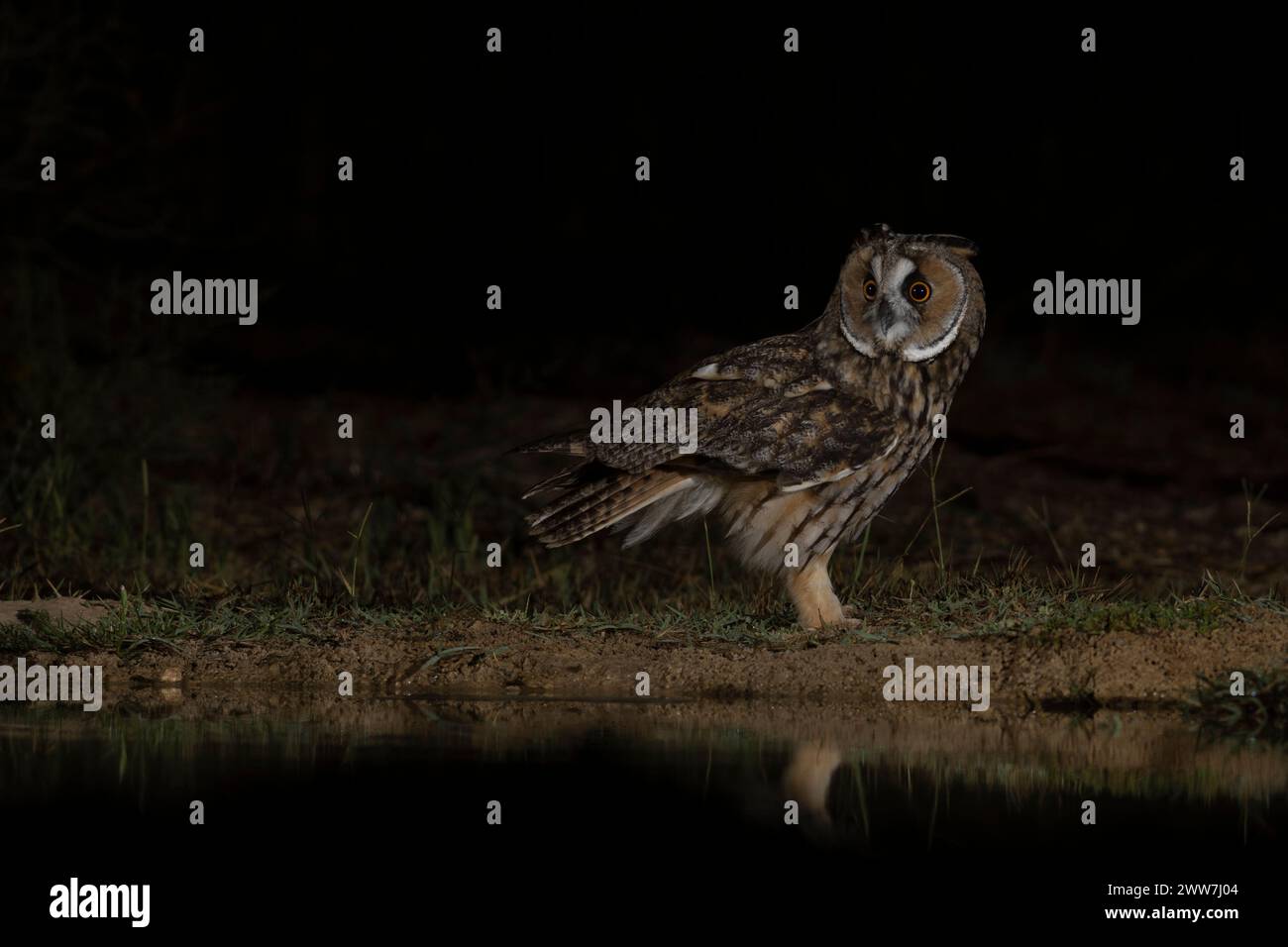 Langhaareule (Asio otus) auf dem Boden. Diese Eule bewohnt Wälder in der Nähe von offenem Land auf der gesamten nördlichen Hemisphäre. Es ist streng nachtaktiv und Stockfoto