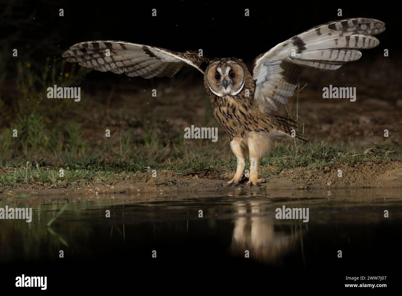 Die Langohrige (Asio otus) schlägt mit ihren Flügeln auf den Boden. Diese Eule bewohnt Wälder in der Nähe von offenem Land auf der gesamten nördlichen Hemisphäre. Es ist strikt Stockfoto