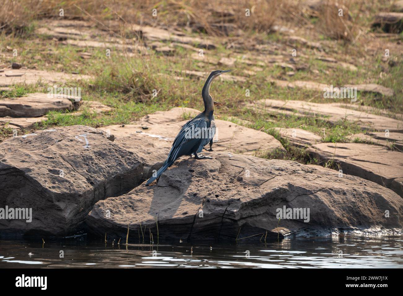 Afrikanische anhinga Anhinga melanogaster (rufa oder Anhinga rufa) putzen. Diese wasservogelabkommens, auch genannt der Afrikanischen darter, hat eine lange Schlange - wie Hals und d Stockfoto
